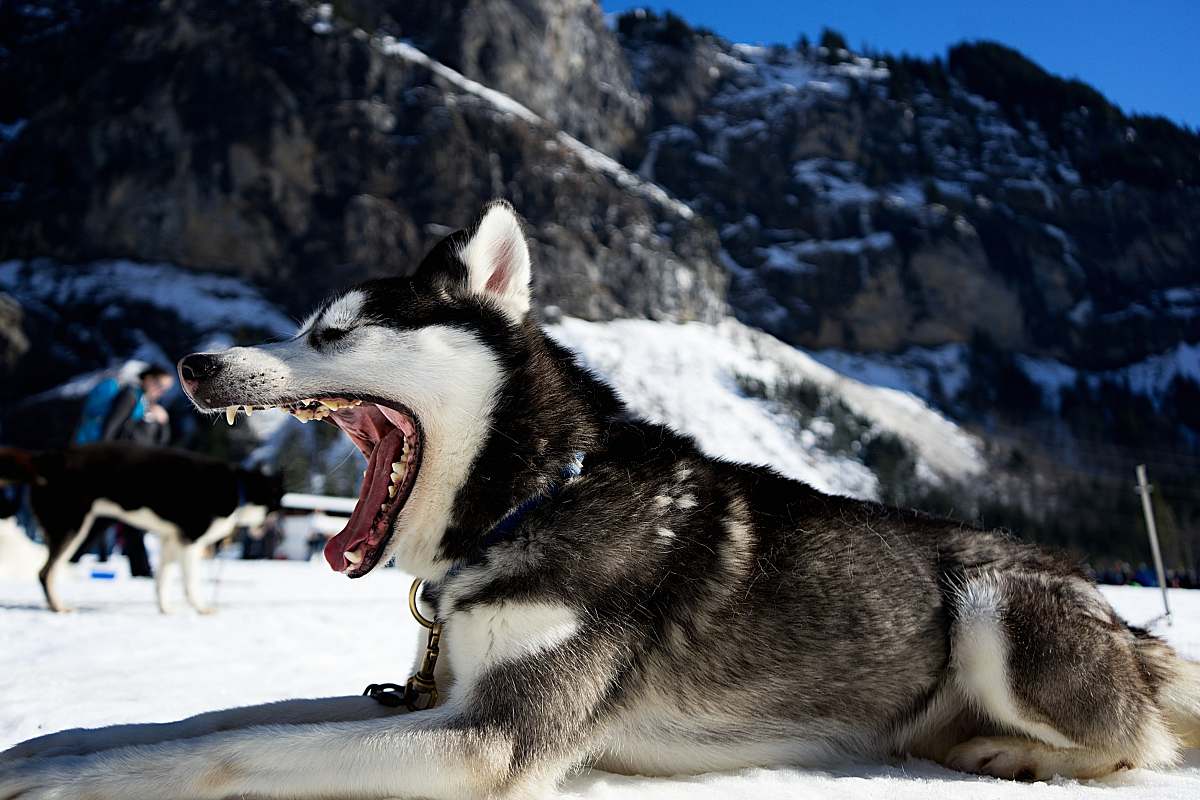 dog Siberian husky on snow field husky