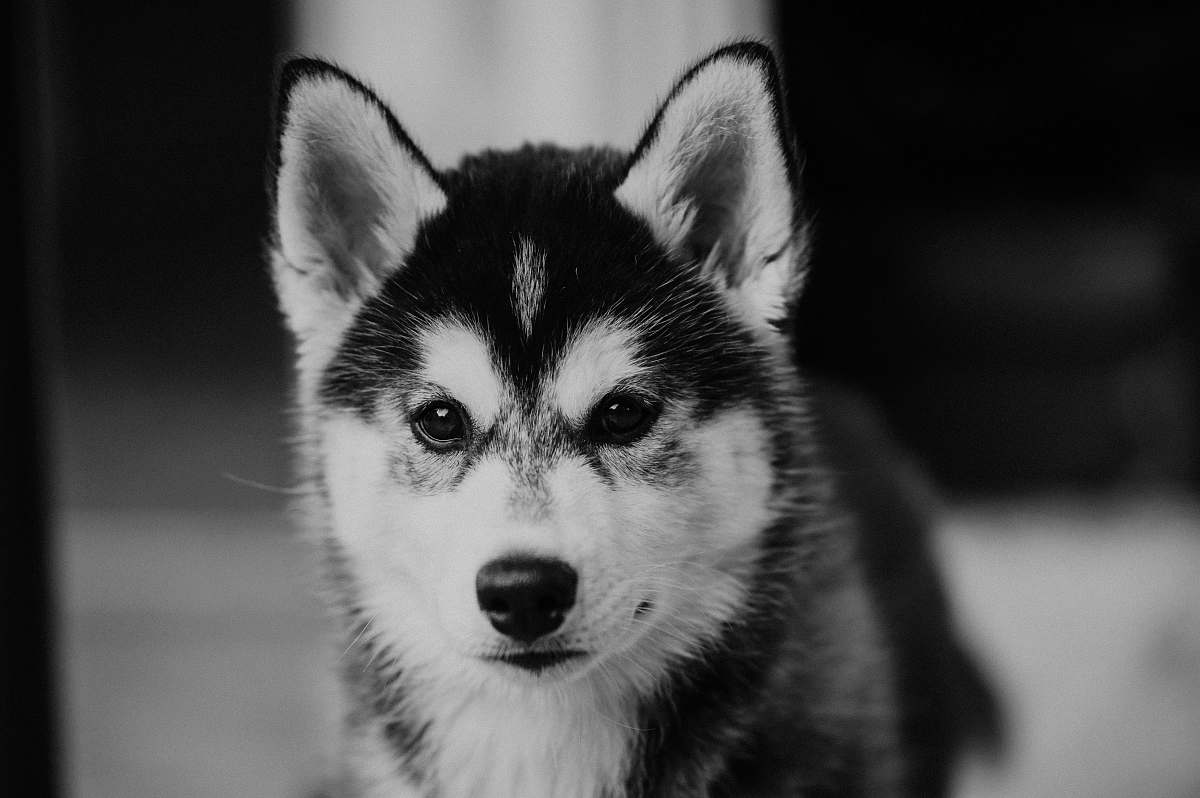 dog Siberian husky puppy black-and-white