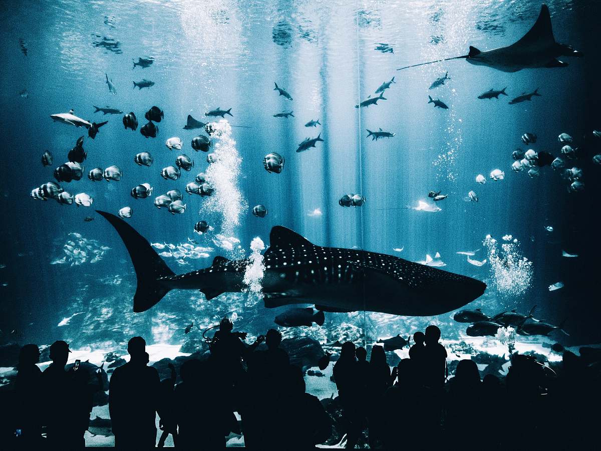 aquarium silhouette group of people standing in front of blue whale on underwater museum water