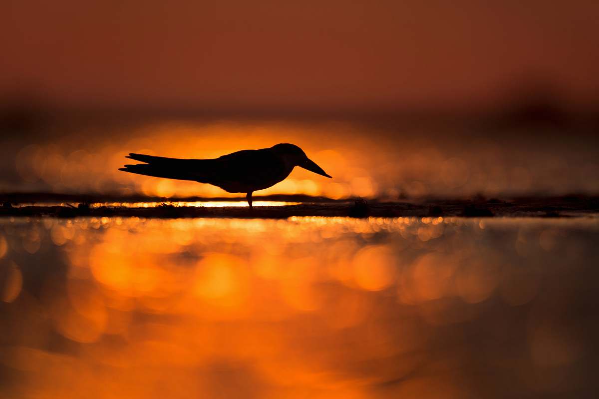 bird silhouette of bird standing on shore silhouette