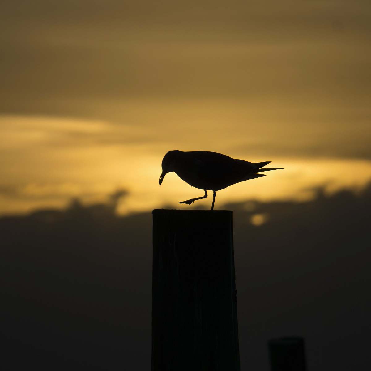 flying silhouette of bird standing on wooden stand agelaius