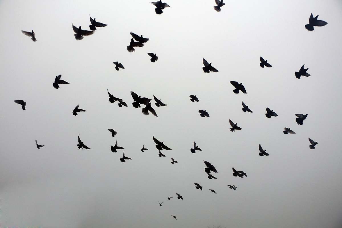 black-and-white silhouette of birds on sky flock