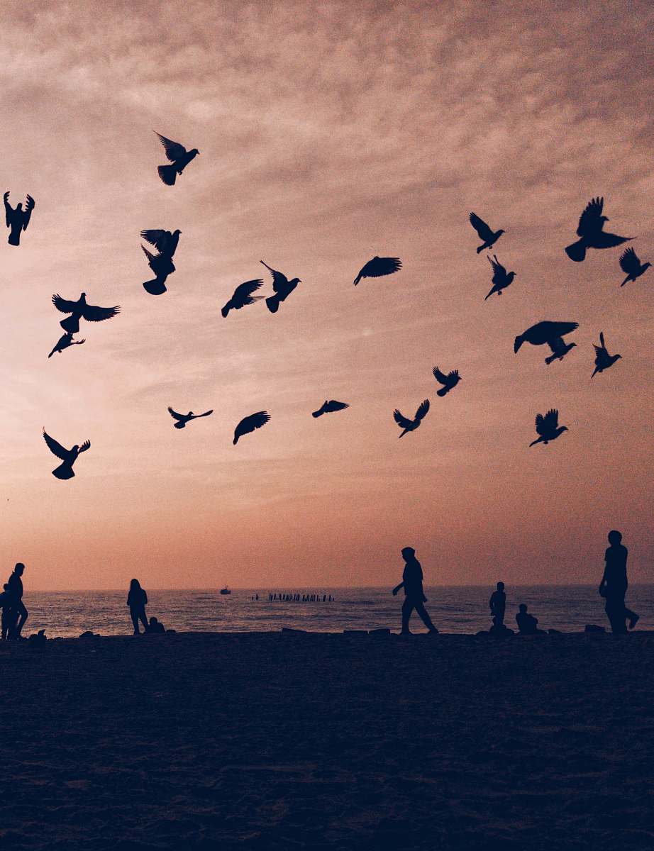 flock silhouette of flock of birds flying on seashore with people walking and standing during sunset human