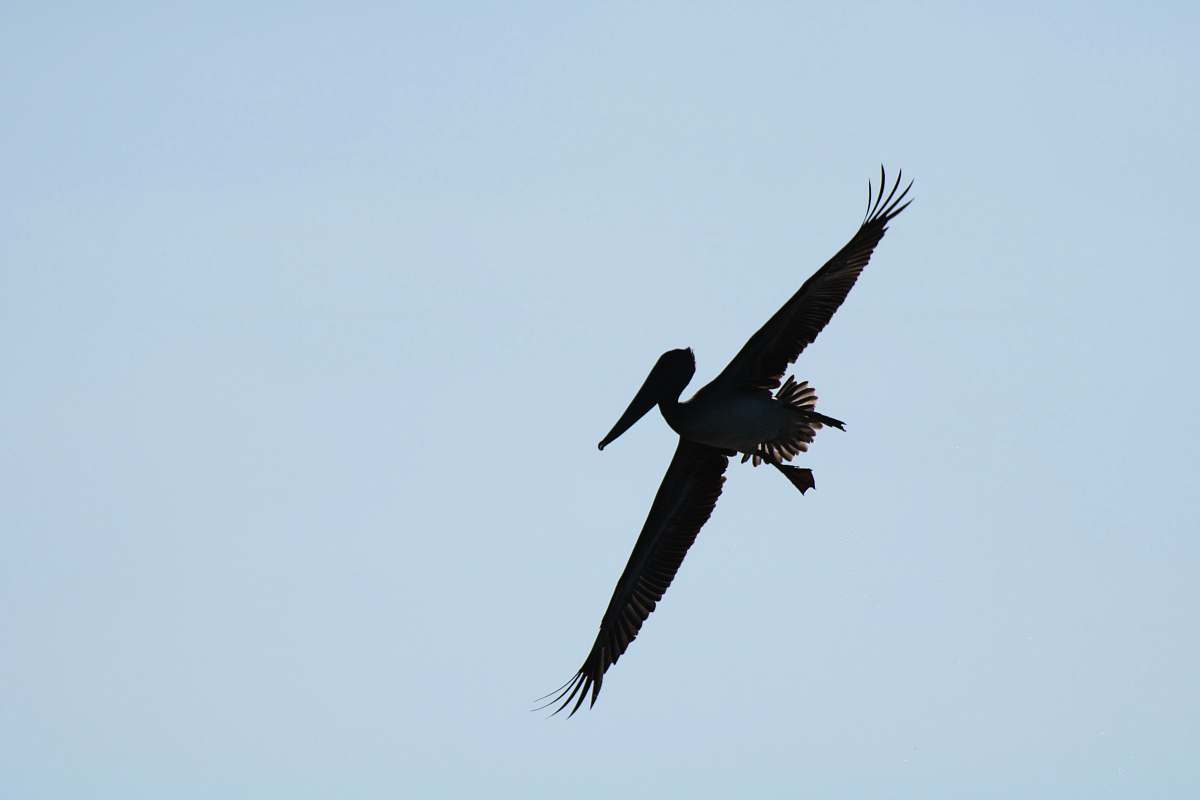 bird silhouette of flying pelican flying