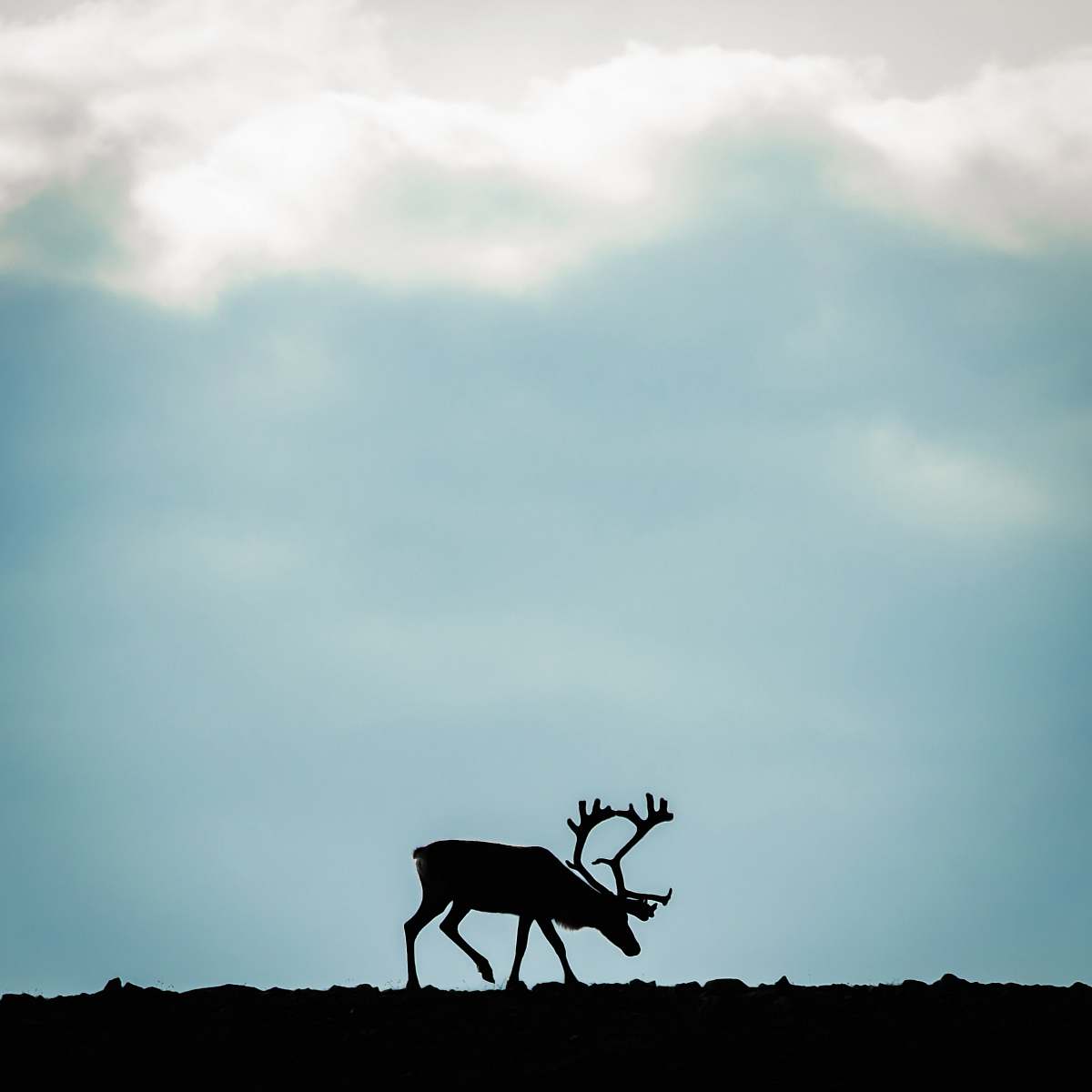 elk silhouette photo of moose deer