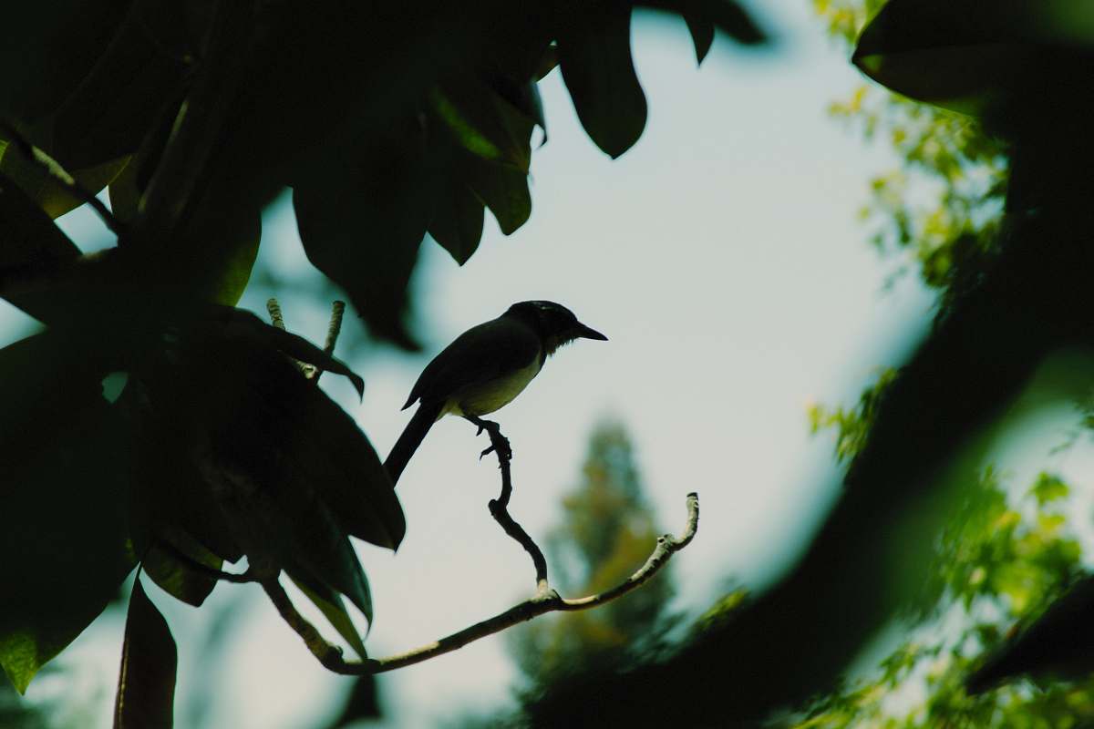 bird silhouette photography of birds jay