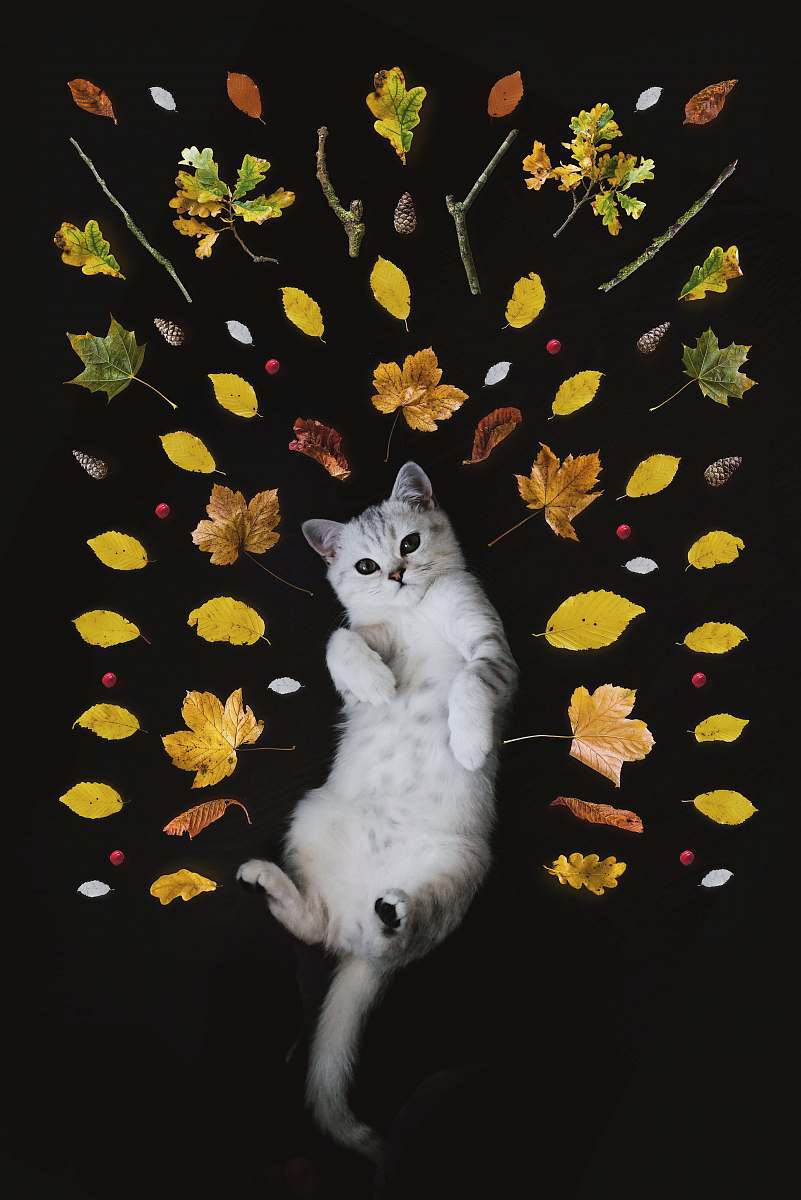 pet silver tabby cat surrounded by leaves cat