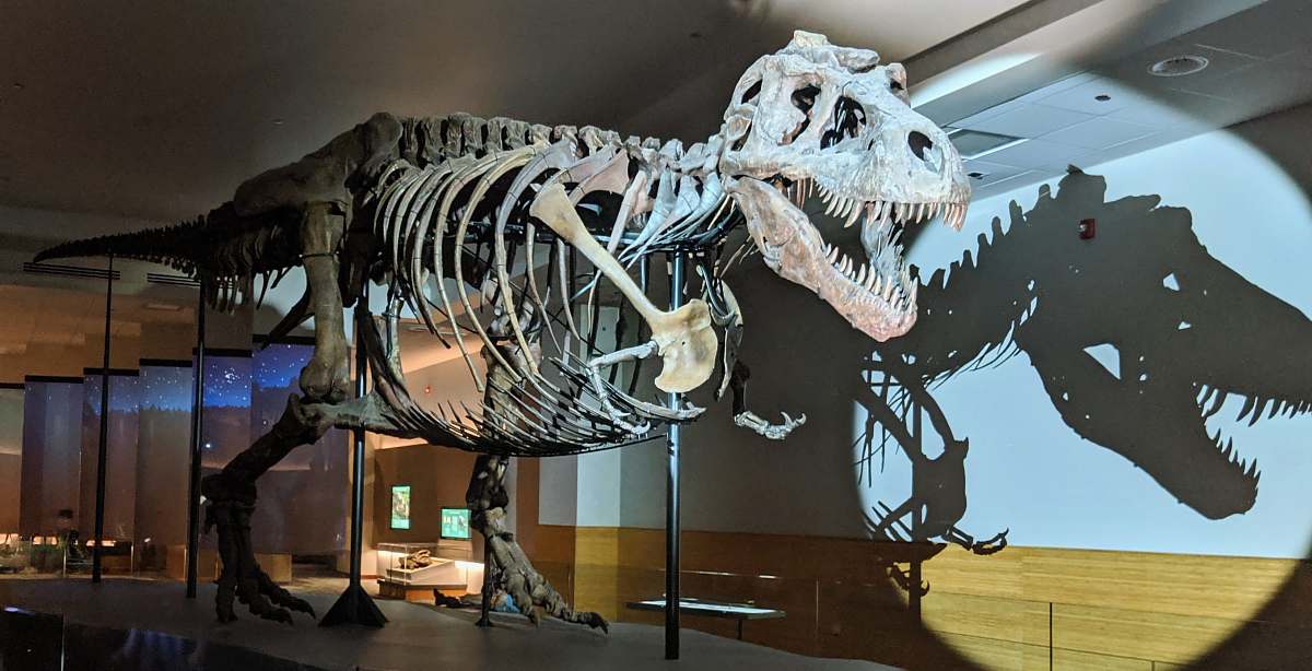 reptile skeleton dinosaur museum