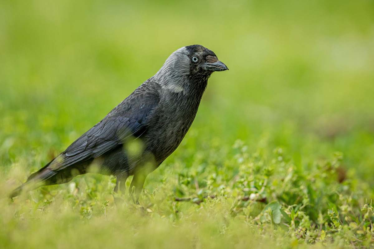 Bird Small-beaked Black Bird Blackbird Image Free Photo