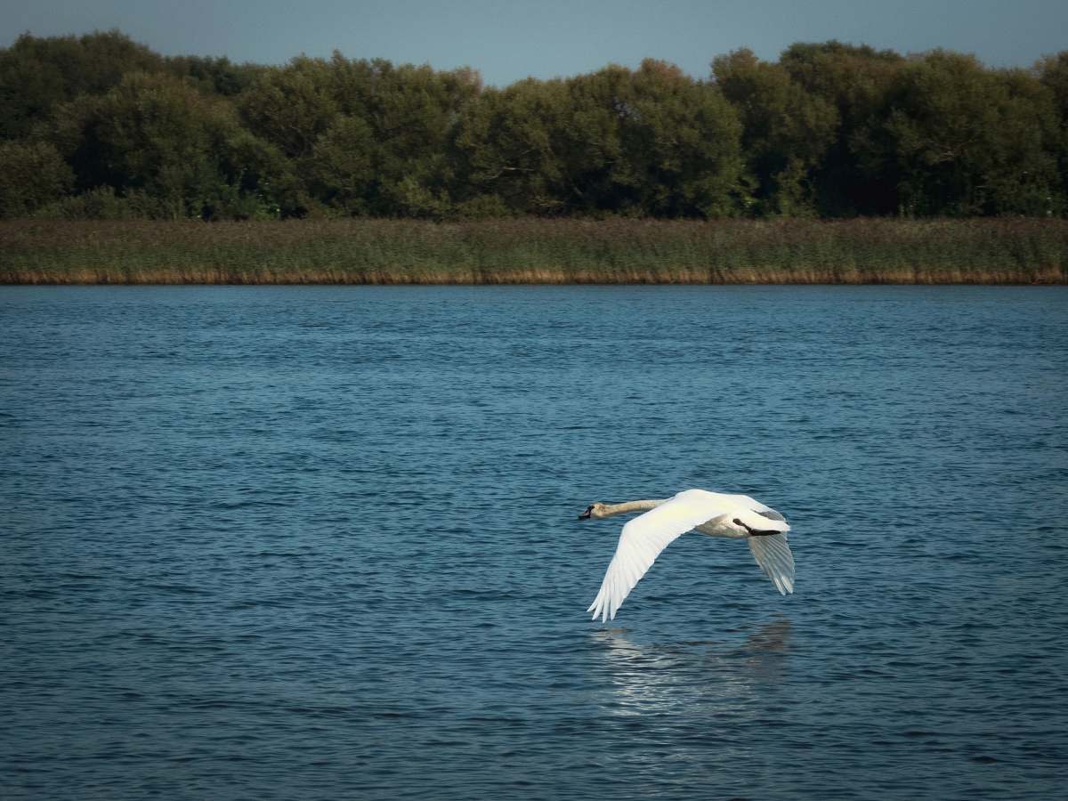 Witness the breathtaking sight of a majestic white bird soaring gracefully over shimmering waters, capturing the essence of freedom and tranquility. This stunning image showcases the beauty of nature, making it perfect for use in travel brochures, ecological blogs, and serene visual content. Ideal for illustrating themes of adventure, wildlife, and the great outdoors, this photograph is a vivid reminder of the harmony between avian life and aquatic landscapes.
