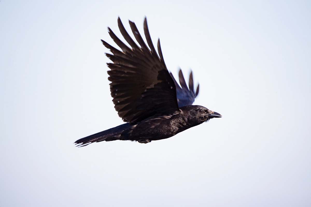 bird soaring crow agelaius