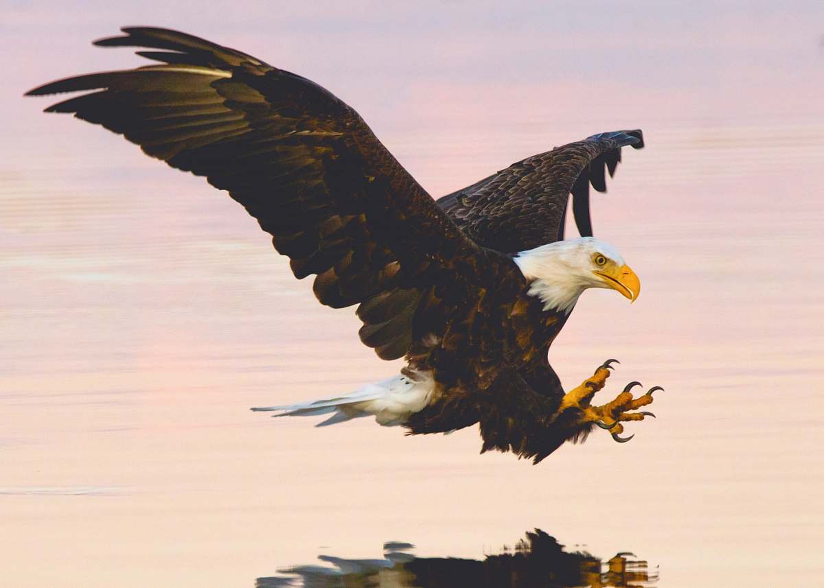 bird soaring eagle over water bald eagle