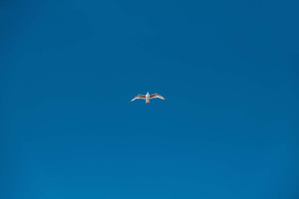 bird soaring white bird flying