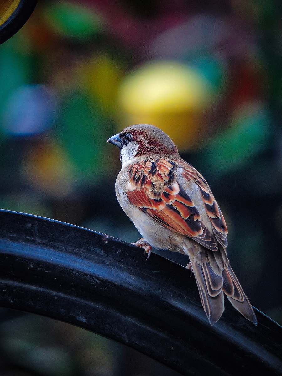 bird sparrow on black surface finch