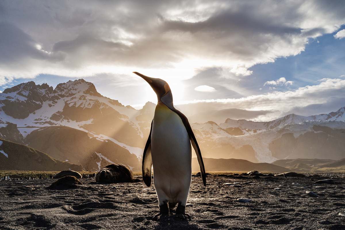 bird standing penguin on sand near snow covered mountain covering the sun from view at daytime penguin