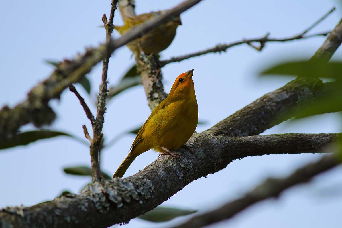 bird summer tanager bird on branch canary