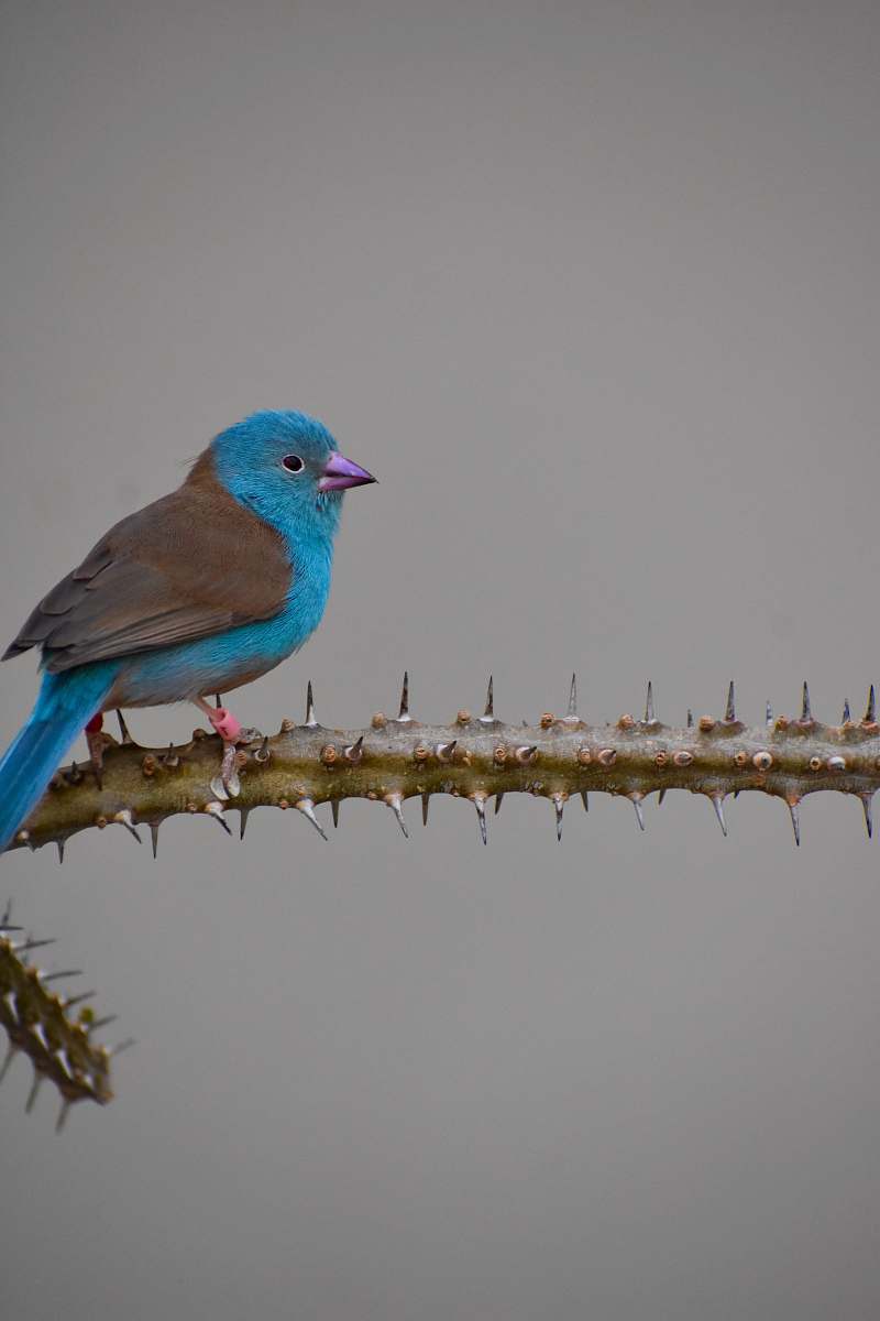 bird teal and gray bird on thorny plant bluebird