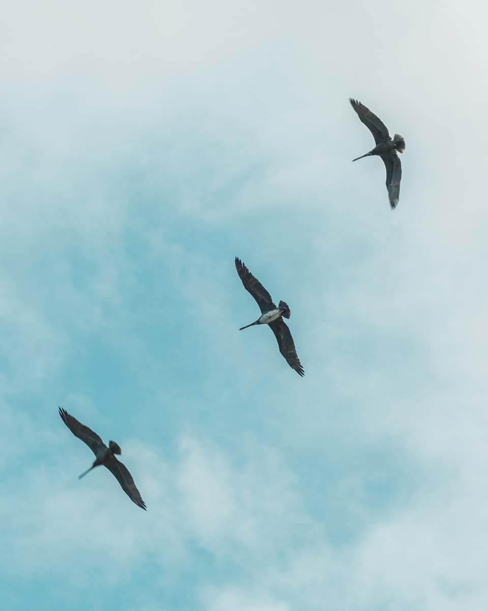 bird three bird flying on air during daytime flying