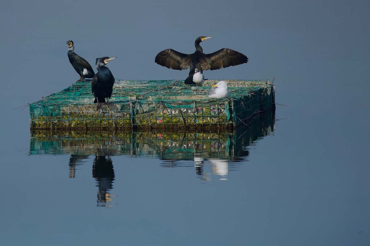 bird three birds on floating platform on body of water waterfowl