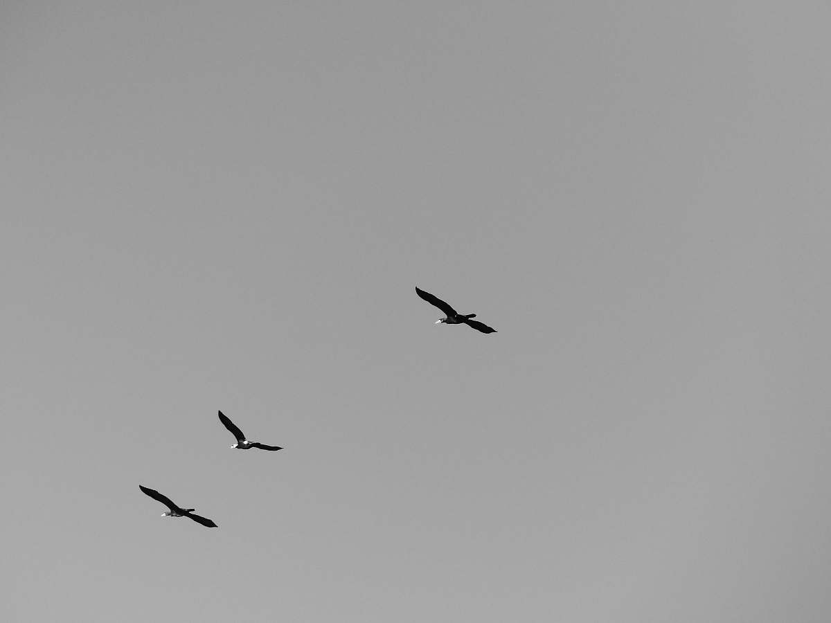 black-and-white three black birds ] flying