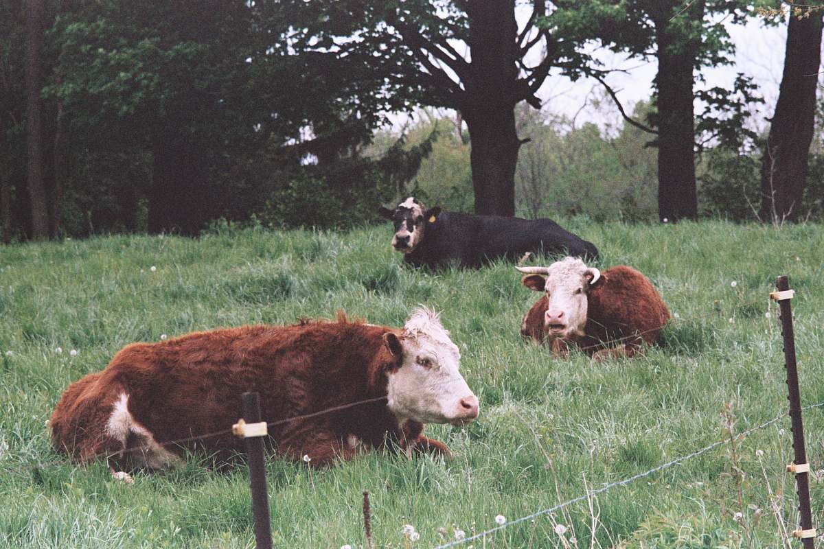 cattle three brown and black cattles on grass field beside trees cow