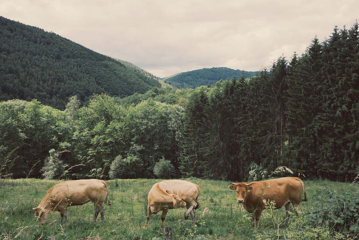 cattle three brown cattles on grass near tress cow