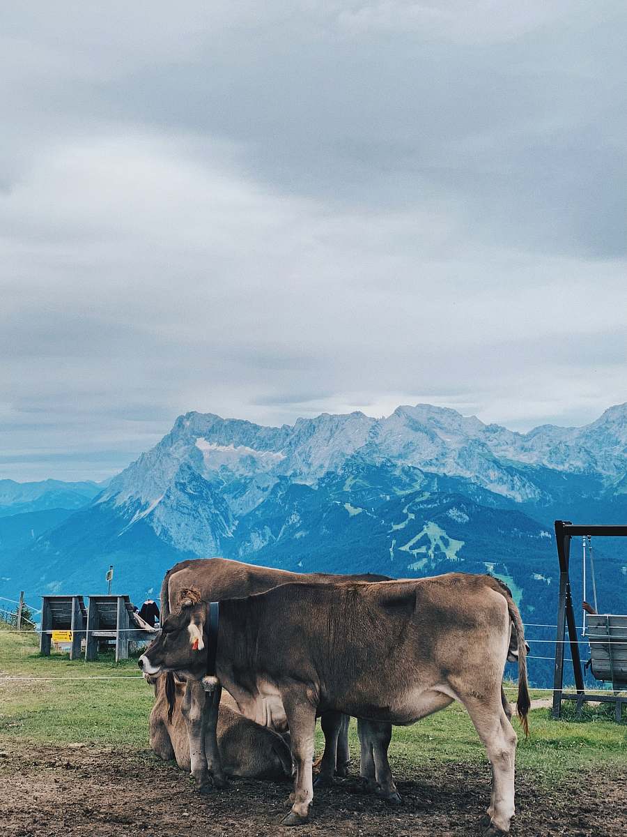 Experience the serene beauty of rural life with this captivating image featuring three cows peacefully grazing in a lush green field, set against a stunning backdrop of majestic mountains. This picturesque scene perfectly encapsulates the essence of countryside tranquility, making it an ideal choice for agricultural themes, nature-related projects, and lifestyle content. Use this image to evoke feelings of peace and scenic beauty in your creative works.