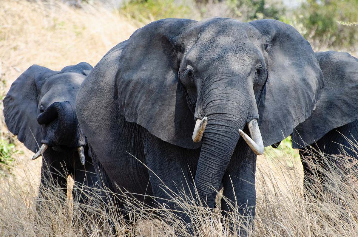 elephant three elephants walking on grass mammal