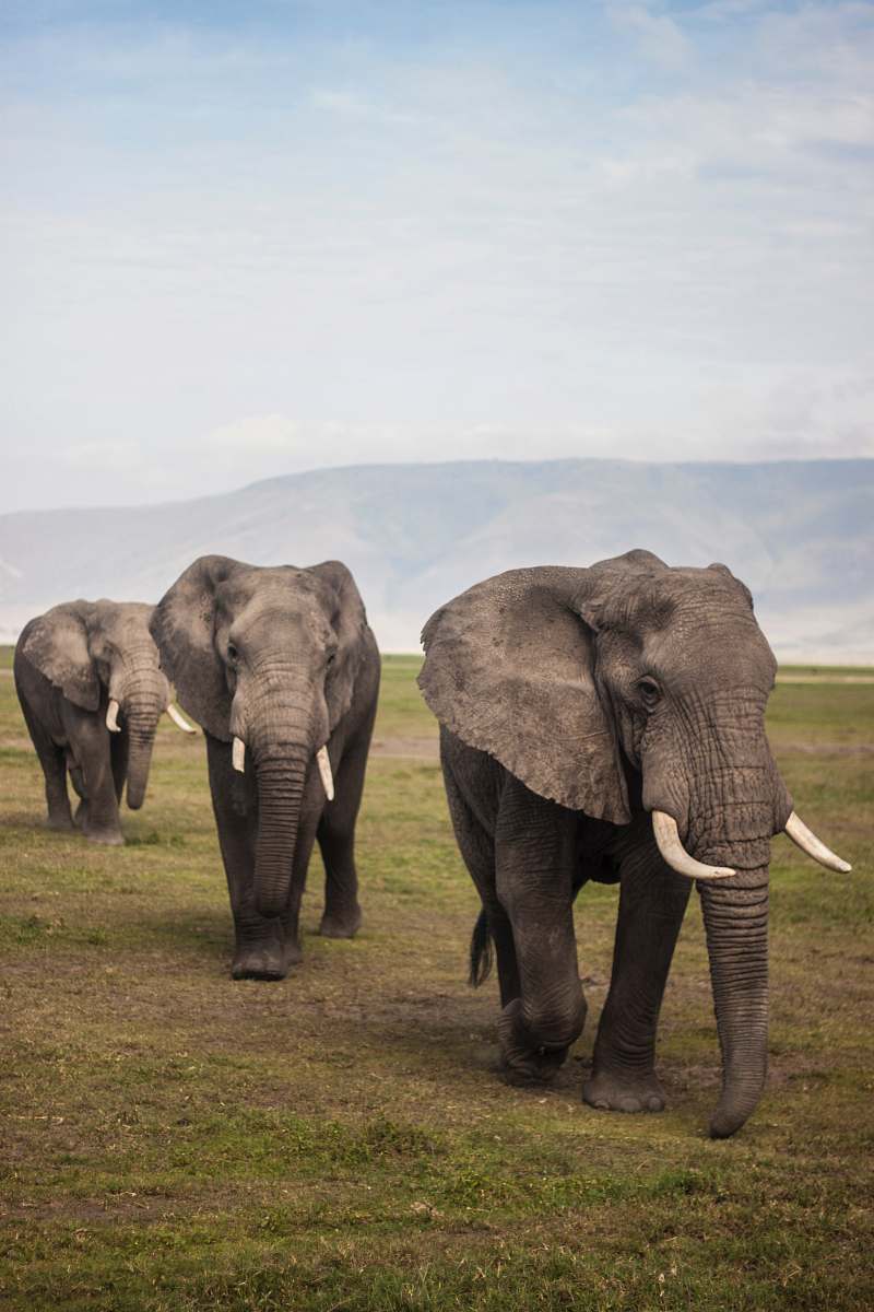 wildlife three elephants walking on grass field during day elephant