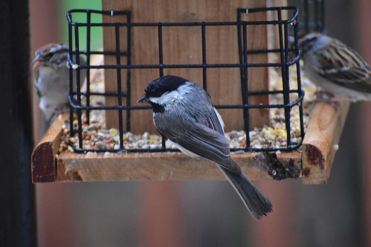 bird three gray birds bird feeder