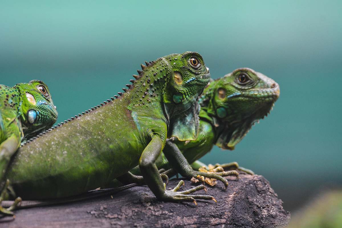 lizard three green bearded dragons iguana