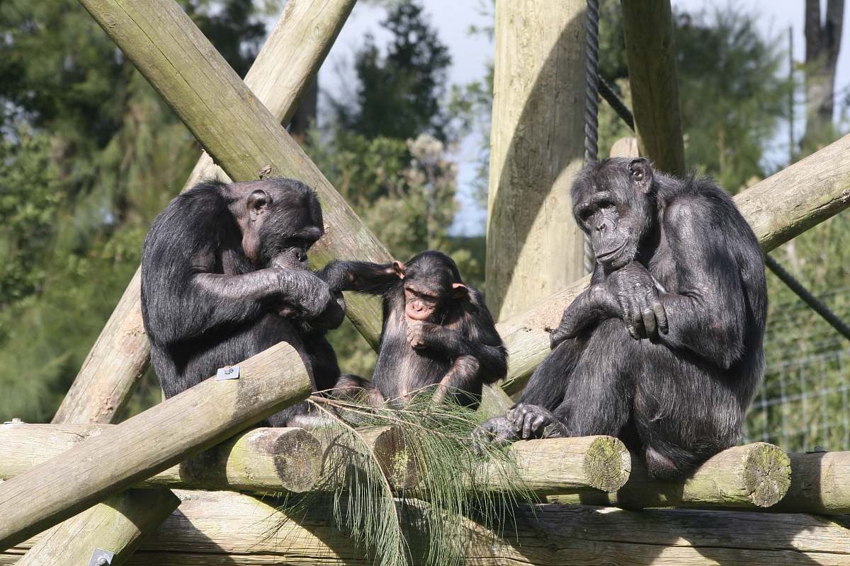 ape three grey monkey close-up photography mammal