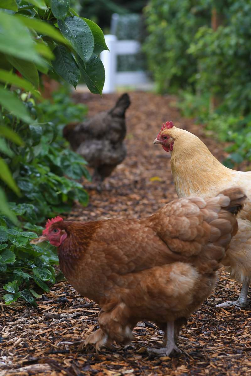 chicken three hens beside plants hen