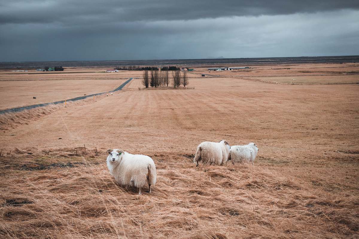 mammal three lamb on brown grass field sheep