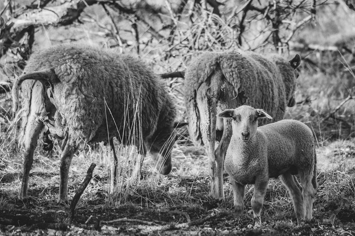 black-and-white three rams in the open mammal