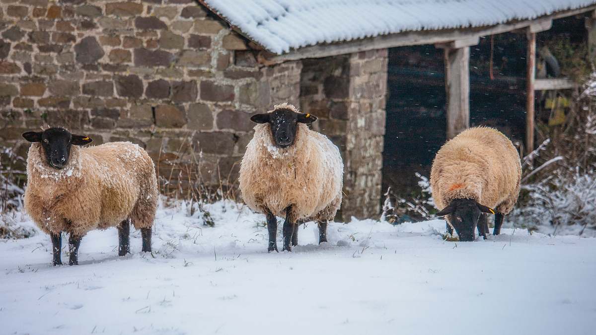 mammal three sheep standing on snowfield sheep