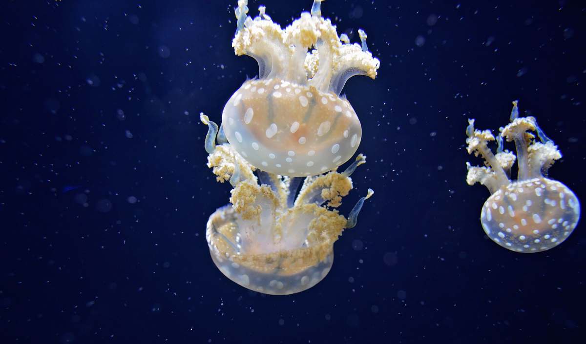 jellyfish three white-and-yellow jellyfishes swimming underwater sea life