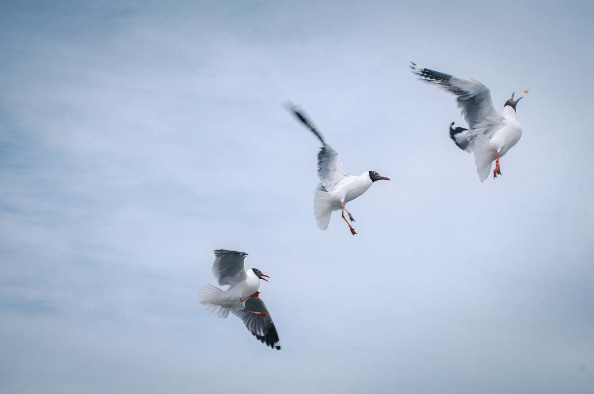 bird three white birds on mid air flying