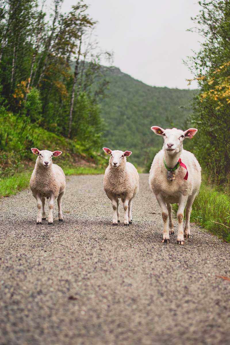 sheep three white goats on dirt road during day mammal