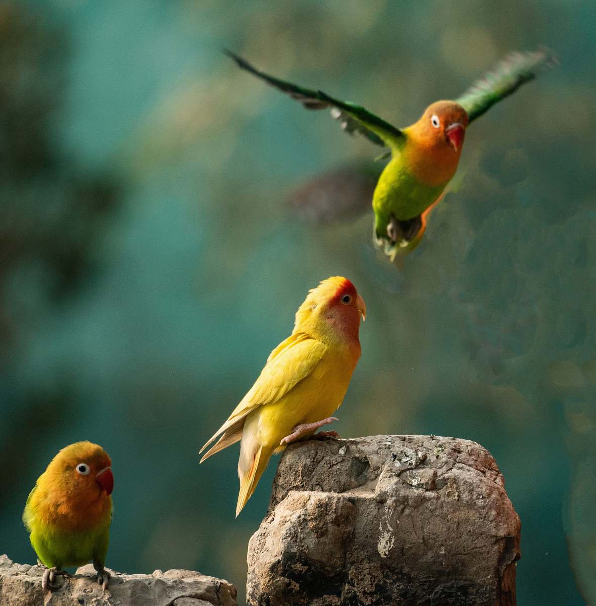 bird three yellow-and-green birds finch