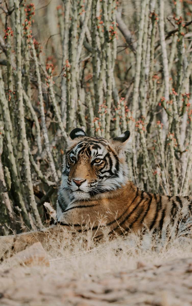 tiger tiger laying on grass wildlife