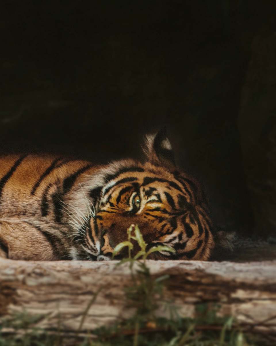tiger tiger lounging wildlife
