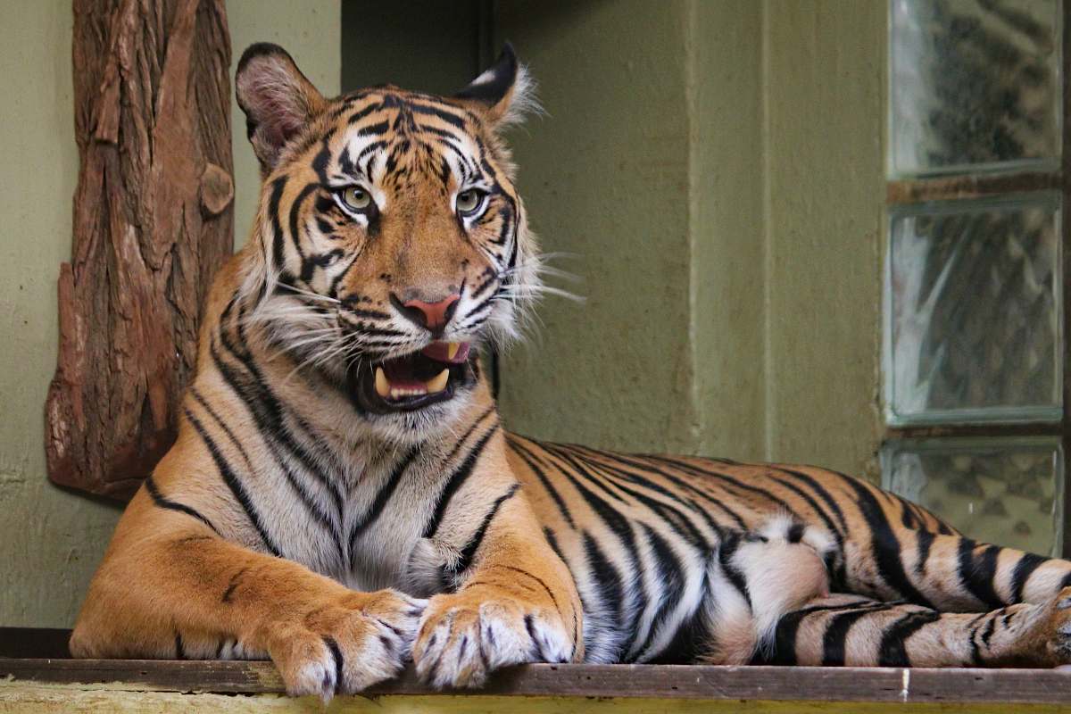 Mammal Tiger Lying On Wooden Platform Tiger Image Free Photo