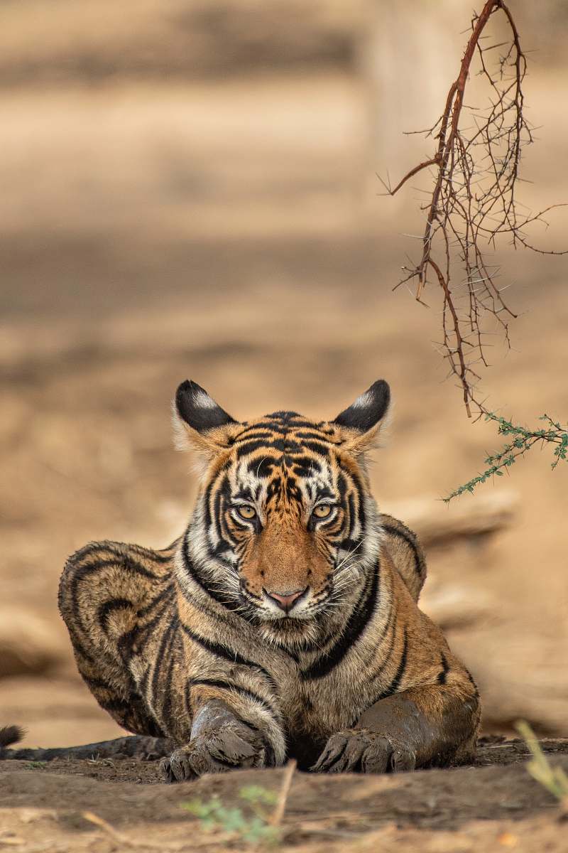 Capture the essence of wildlife with this stunning image of a tiger cub peacefully resting under the protective shade of a tree. The soft sunlight filtering through the leaves creates a serene atmosphere, making it perfect for nature lovers, wildlife enthusiasts, or educational materials about animal behavior in their natural habitats. Ideal for use in blogs, articles, or as part of wildlife conservation campaigns.