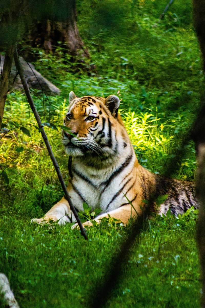 wildlife tiger resting on green grass tiger