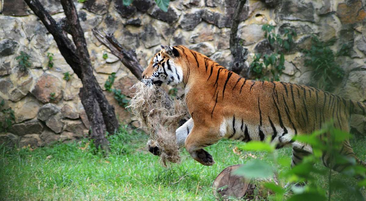 mammal tiger running during daytime tiger