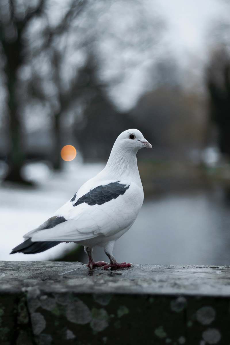 bird tilt shift focus photography of white pigeon pigeon