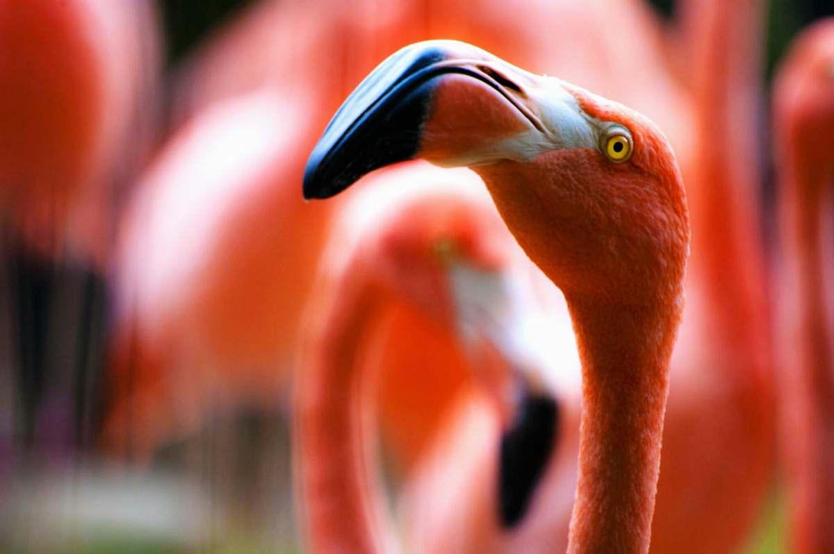 bird tilt shift lens photography of flamingo bird beak