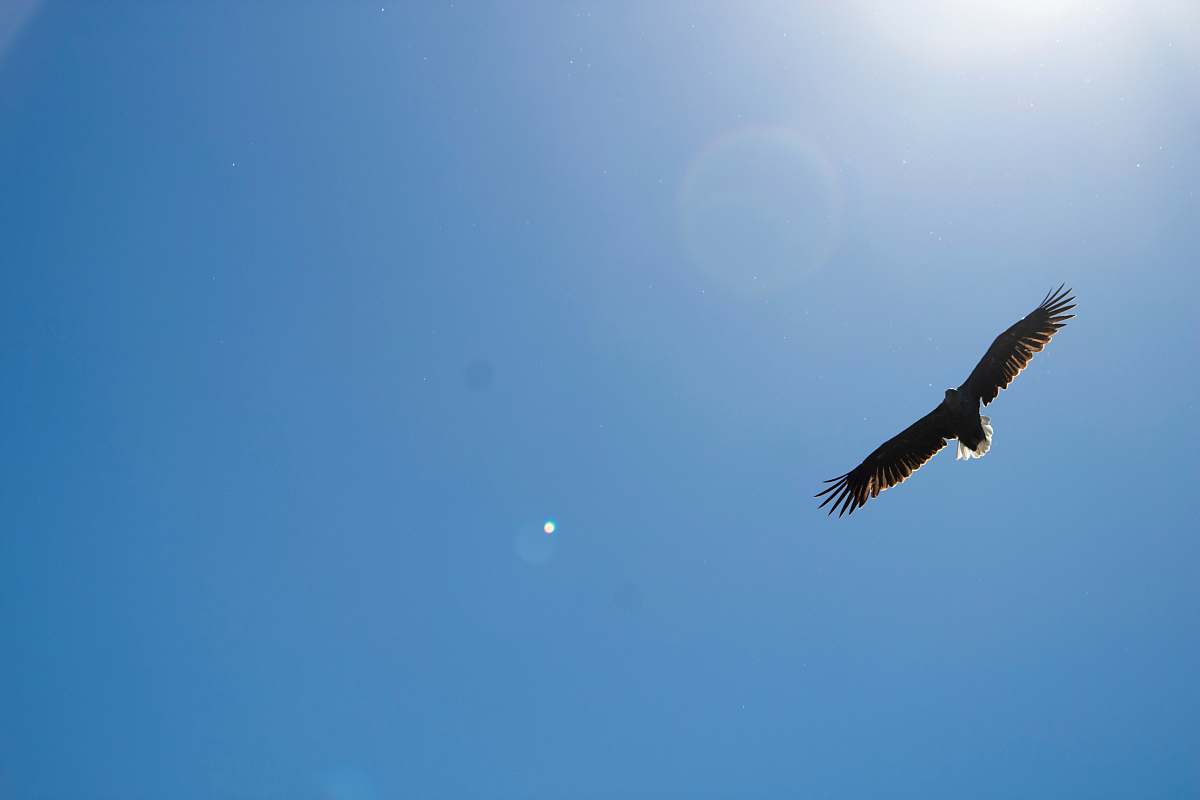 bird time lapse photography of a bird in flight vulture