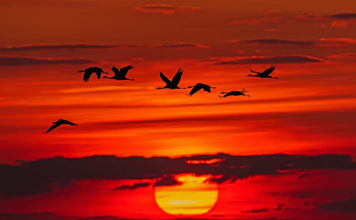 flock time-lapse photography of flock of birds in flight during golden hour bird